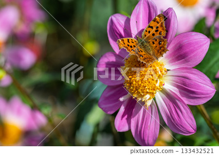 A northern admiral butterfly resting on a dahlia flower 133432521