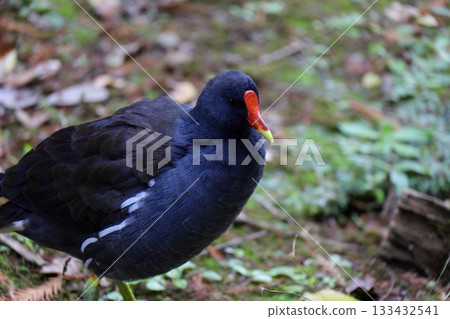 Van walking through the park 133432541