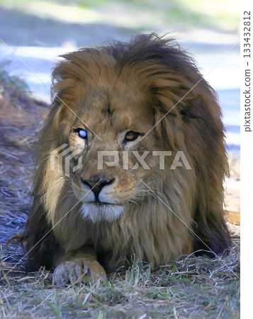 lion 133432812