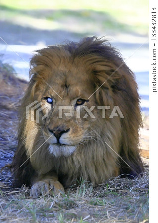 lion 133432813