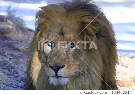 獅子 獅子 133432814