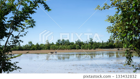 Farmers prepare the field for rice planting with a local tractor. 133432832
