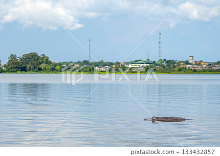 Pink dolphin inia geoffrensis freshwater mammal in Amazon river aka boto bufeo in Caballo Cocha lake Peru 133432857