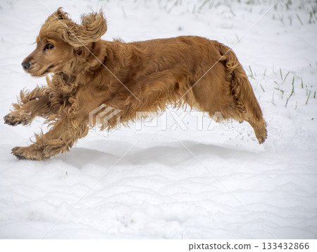 happy dog cocker spaniel in the snow 133432866