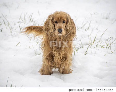 happy dog cocker spaniel in the snow 133432867