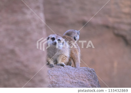 Meerkat shows off his adorable face while leaving the sky watch to his friends 133432869