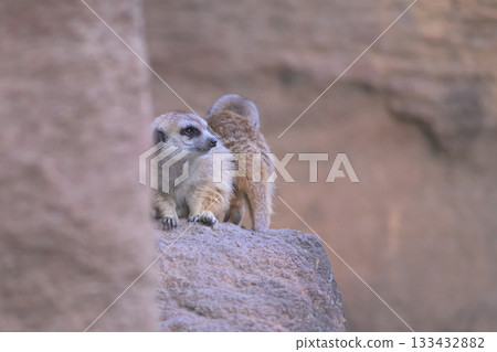 A meerkat and his friends watch out for crows 133432882
