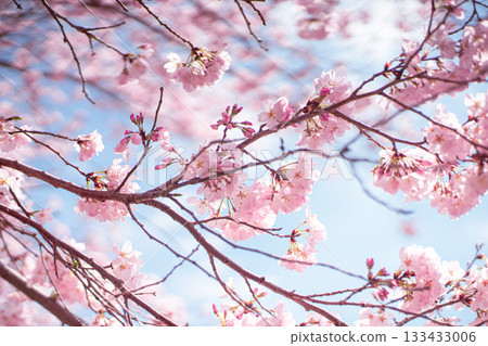 櫻花和天空 133433006