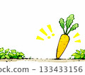 手繪胡蘿蔔插圖 133433156