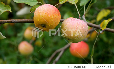 Ripe apples hang on a branch of an apple tree in the garden.  133433231