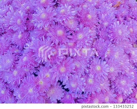 花 花 133433252