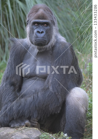 "You laughed at my face, didn't you?" the gorilla glared. 133433286