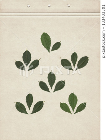 Green elm leaves arranged in decorative symmetrical groups on vintage beige paper background, botanical herbarium composition with natural foliage layout for eco design and organic texture Green elm leaves arranged in decorative symmetrical groups on vintage beige paper background, botanical herbarium composition with natural foliage layout for eco design and organic texture 133433301