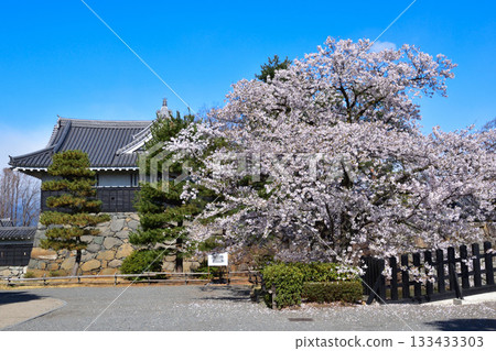 松本城黑門的春季櫻花 133433303