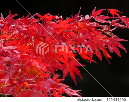 Autumn scenery: Autumn leaves: Maple: Momijidani: Suiren Pond: Yamadaike Park Autumn scenery: Autumn leaves: Maple: Momijidani: Suiren Pond: Yamadaike Park 133433390