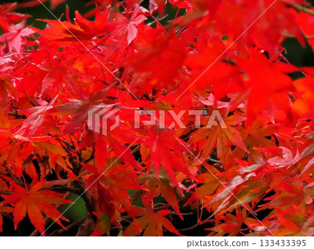 Autumn scenery: Autumn leaves: Maple: Momijidani: Suiren Pond: Yamadaike Park Autumn scenery: Autumn leaves: Maple: Momijidani: Suiren Pond: Yamadaike Park 133433395