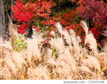 Autumn scenery: Pond: Reed ears: Soyogu ears: Blue sky: Yamadaike Park Autumn scenery: Pond: Reed ears: Soyogu ears: Blue sky: Yamadaike Park 133433398