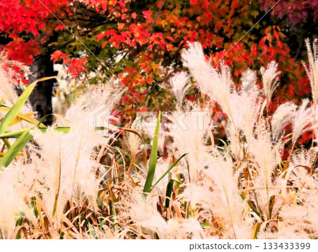 Autumn scenery: Autumn leaves: Japanese kaya: Japanese silver grass: Chinese tallow tree: Pond: Yamadaike Park Autumn scenery: Autumn leaves: Japanese kaya: Japanese silver grass: Chinese tallow tree: Pond: Yamadaike Park 133433399