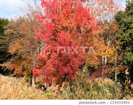 Autumn scenery: Autumn leaves: Japanese kaya: Japanese silver grass: Chinese tallow tree: Pond: Yamadaike Park 133433401