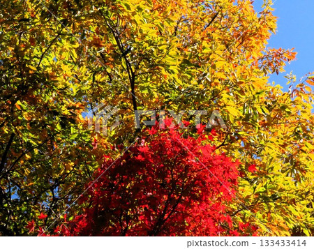Autumn scenery: Autumn leaves: Maple: Japanese maple: Momijidani: Yamadaike Park Autumn scenery: Autumn leaves: Maple: Japanese maple: Momijidani: Yamadaike Park 133433414