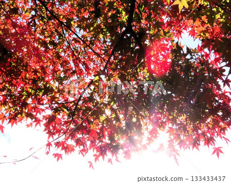 秋景:秋葉:楓樹:日本楓樹:紅葉谷:山田池公園 秋景:秋葉:楓樹:日本楓樹:紅葉谷:山田池公園 133433437