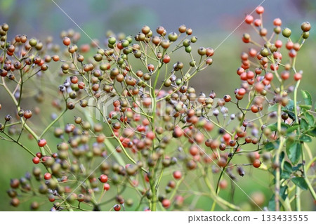 Small rose hips 133433555