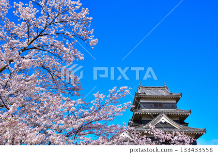 Spring Cherry Blossoms Matsumoto Castle Spring Cherry Blossoms Matsumoto Castle 133433558