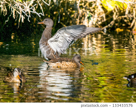 A female gadwall flapping her wings in a pond 133433576