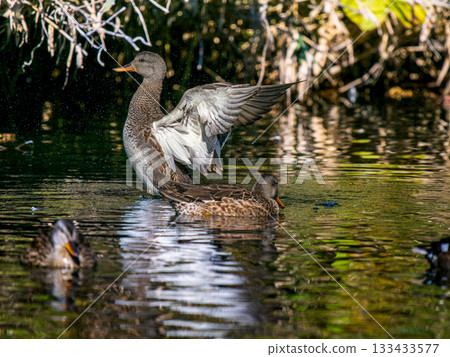 A female gadwall flapping her wings in a pond A female gadwall flapping her wings in a pond 133433577