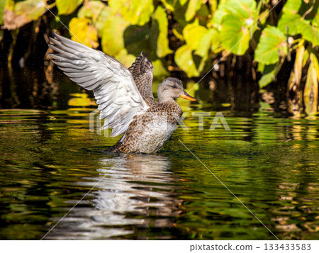 A female gadwall flapping her wings in a pond A female gadwall flapping her wings in a pond 133433583