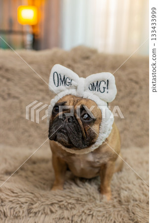 Cute pug dog with soft headband blinking sleepily on sofa, cozy calm, peaceful sleepy pet portrait Cute pug dog with soft headband blinking sleepily on sofa, cozy calm, peaceful sleepy pet portrait 133433999