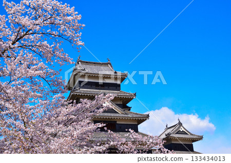 Spring Cherry Blossoms Matsumoto Castle 133434013