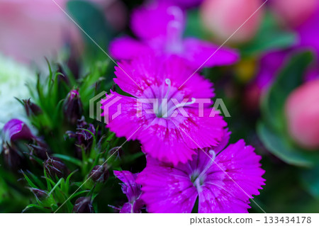 colorful flowers in the garden 133434178