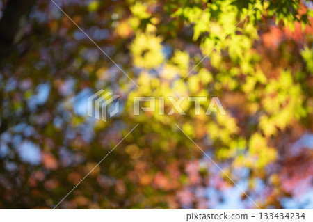 A blurred background image of autumn leaves shining through the light 133434234