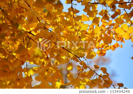 秋天的銀杏葉 133434249