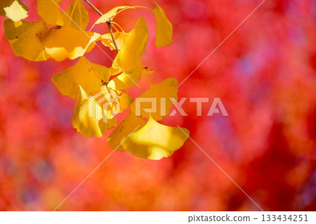 Bright red autumn leaves and yellow ginkgo leaves Bright red autumn leaves and yellow ginkgo leaves 133434251