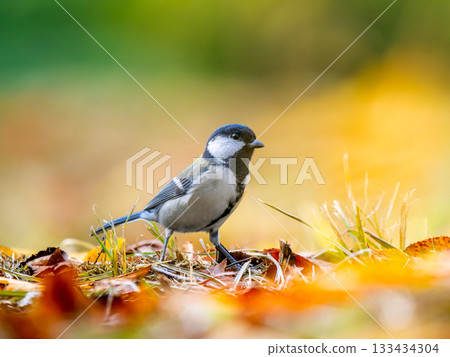 titmouse walking on the ground titmouse walking on the ground 133434304