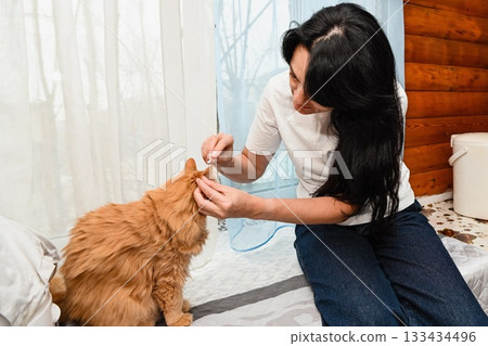 A Russian brunette woman with long hair cleans the ears of her 20-year-old ginger cat with a cotton swab. 133434496