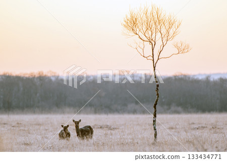秋末的清晨,漫步在奧內奈木板路上 秋末的清晨,漫步在奧內奈木板路上 133434771
