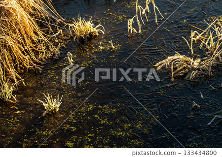 Frost flowers in the Kushiro Marsh Frost flowers in the Kushiro Marsh 133434800