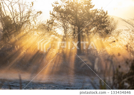 A scene of sunlight shining through a forest cooled by radiation, Hiruzen Plateau A scene of sunlight shining through a forest cooled by radiation, Hiruzen Plateau 133434846