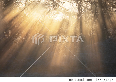 A scene of sunlight shining through a forest cooled by radiation, Hiruzen Plateau A scene of sunlight shining through a forest cooled by radiation, Hiruzen Plateau 133434847