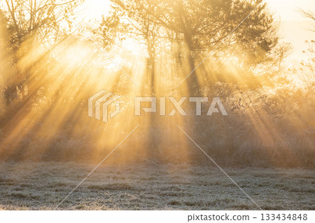 A scene of sunlight shining through a forest cooled by radiation, Hiruzen Plateau A scene of sunlight shining through a forest cooled by radiation, Hiruzen Plateau 133434848