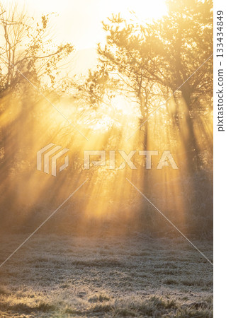 A scene of sunlight shining through a forest cooled by radiation, Hiruzen Plateau 133434849