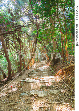 伊勢波神社的奇蹟之窗 133435070