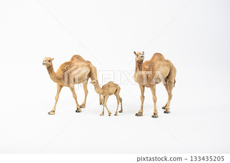 camel on isolated background 133435205
