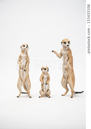 meerkat on isolated background meerkat on isolated background 133435206