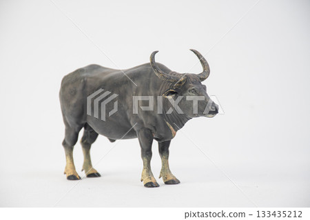 buffalo on isolated background buffalo on isolated background 133435212
