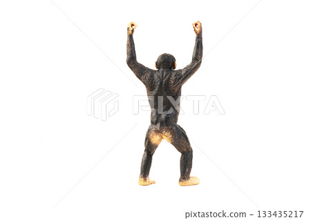 chimpanzee animal on isolated background 133435217