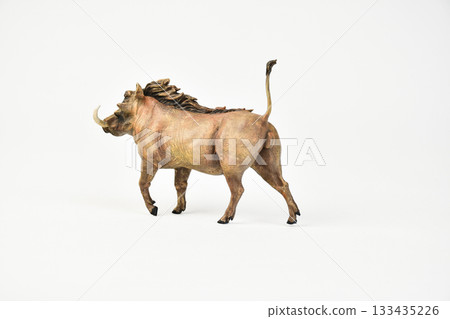 boar animal on isolated background boar animal on isolated background 133435226